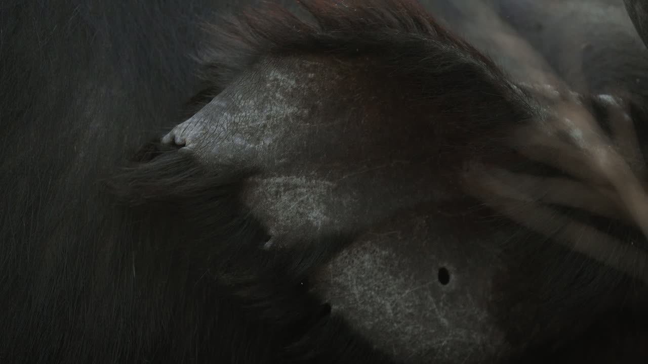 Close-up of Water Buffalo