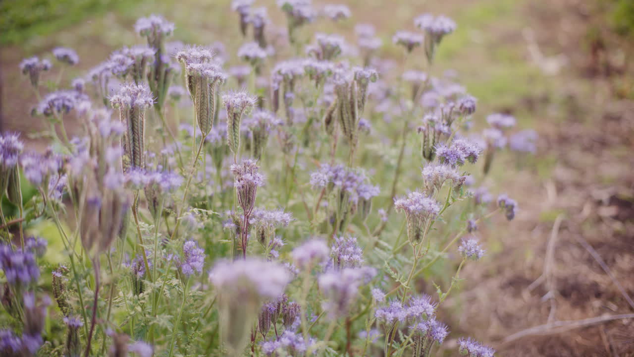 la facelia en flor en el jardín de la casa.