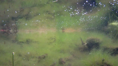 tadpoles scatter in alarm in a freshwater pond