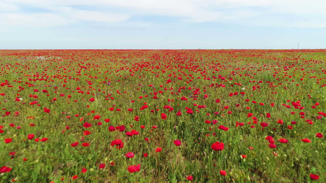 위 에서 볼 수 있는 은 포피