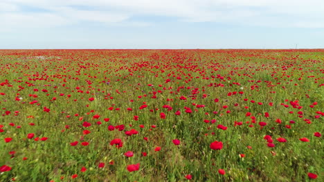 el campo de amapola roja desde arriba