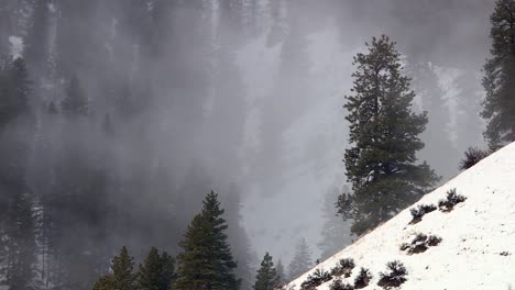 freezing fog at boise national forest during winter in idaho, usa