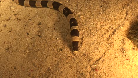 anguila serpiente anillada de cerca por la noche buscando comida en el fondo del océano arenoso