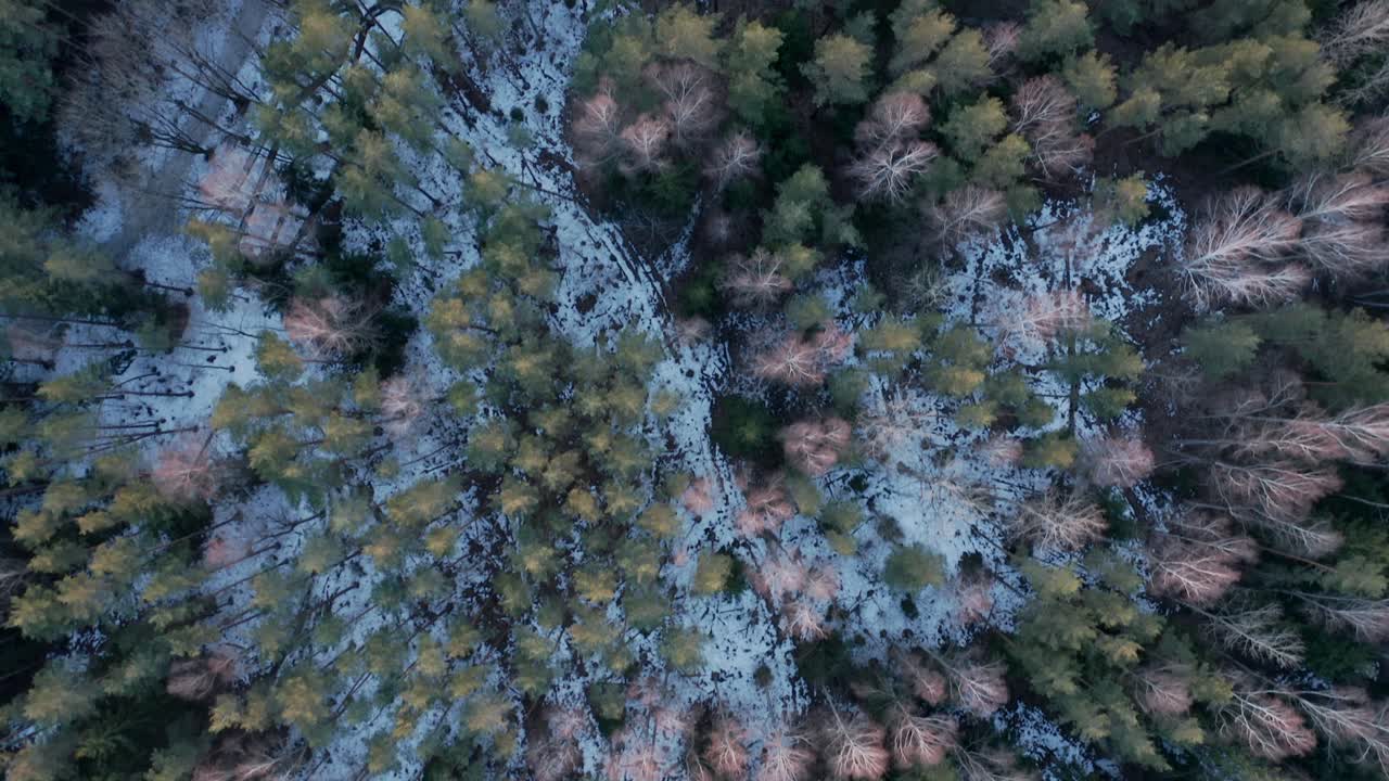 antena: vista superior del bosque con nieve derretida en el suelo en la tarde de primavera