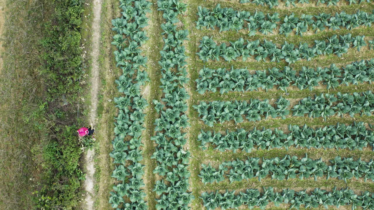 Herbal plant field and person foraging in tả phìn, vietnam, aerial view