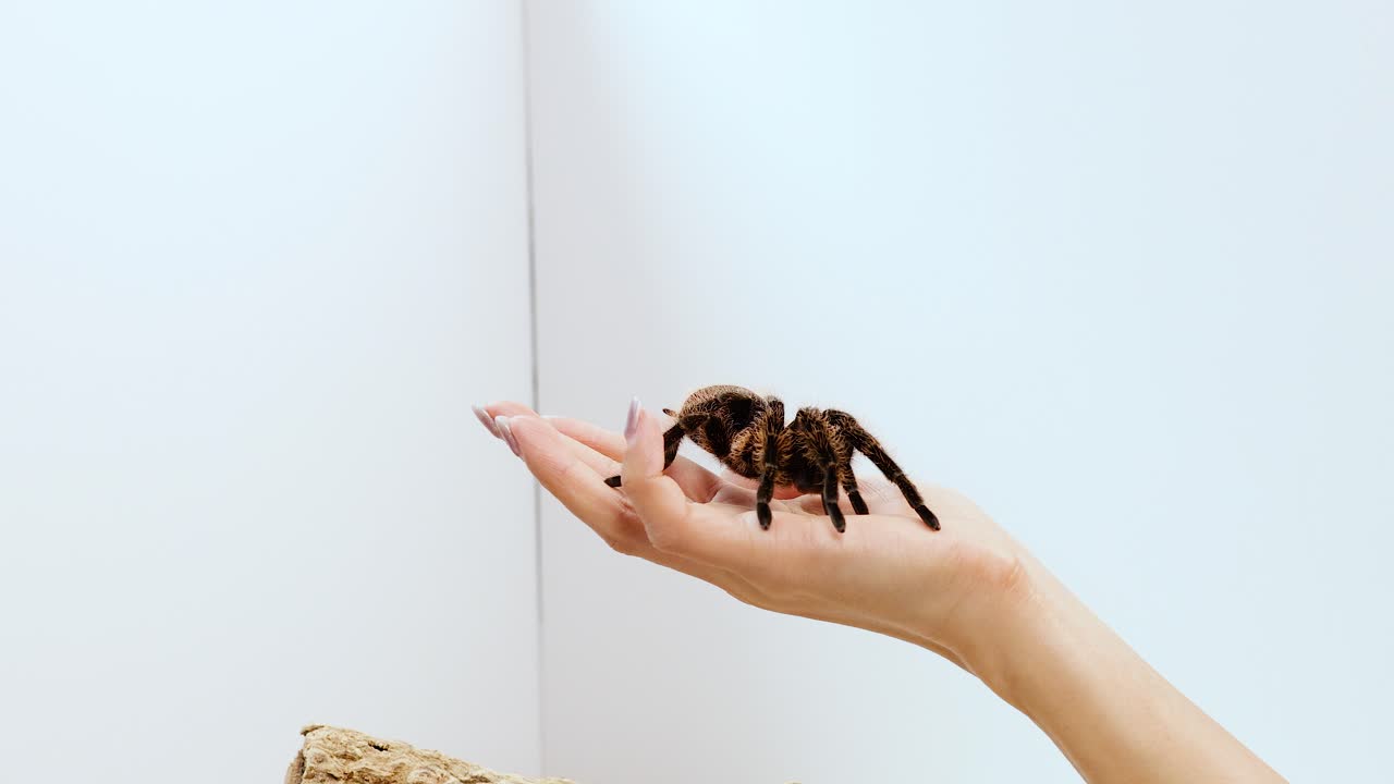 A tarantula moves across a person's hand in a well-lit, minimalist environment with a calm atmosphere