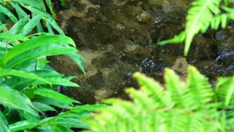 el río de agua dulce fluye en el bosque atlántico