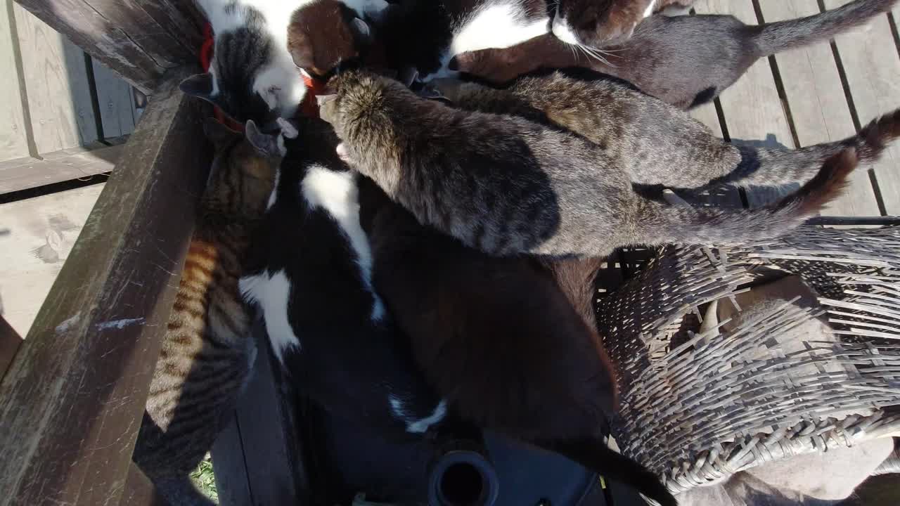 Vista de cima de vários gatos comendo do mesmo pote ao ar livre