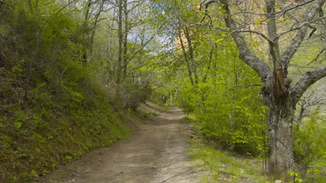 beautiful walking path with vegetation and trees next to the mountains