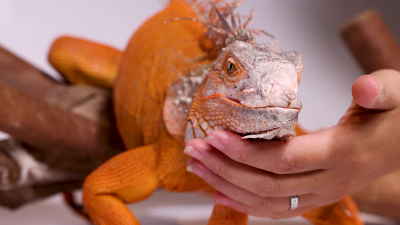 En person stryker en lys oransje iguana som sitter på tre under myk studiolyssetting