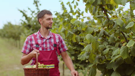 man agronomist plucks collects ripe hazelnuts from deciduous hazel trees rows in garden, harvesting