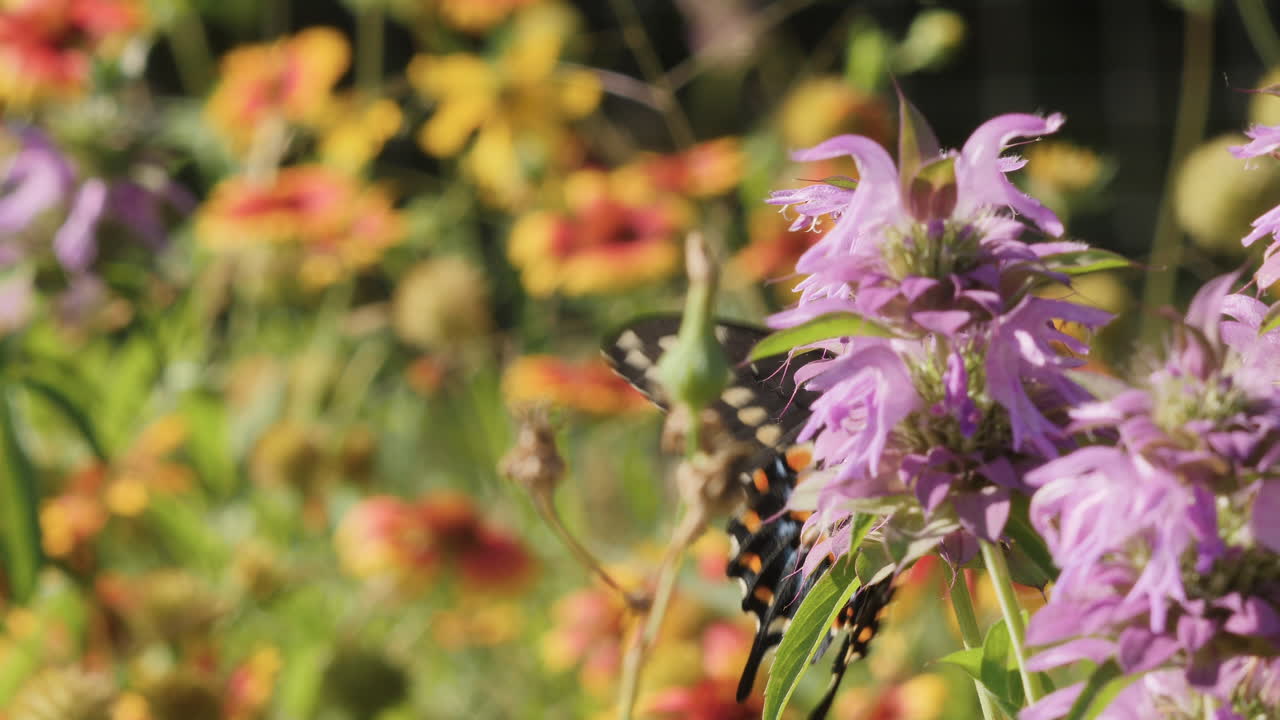 una mariposa de cola de golondrina negra en flores silvestres de menta de caballo púrpura con mantas indias en el fondo en el país de las colinas de texas
