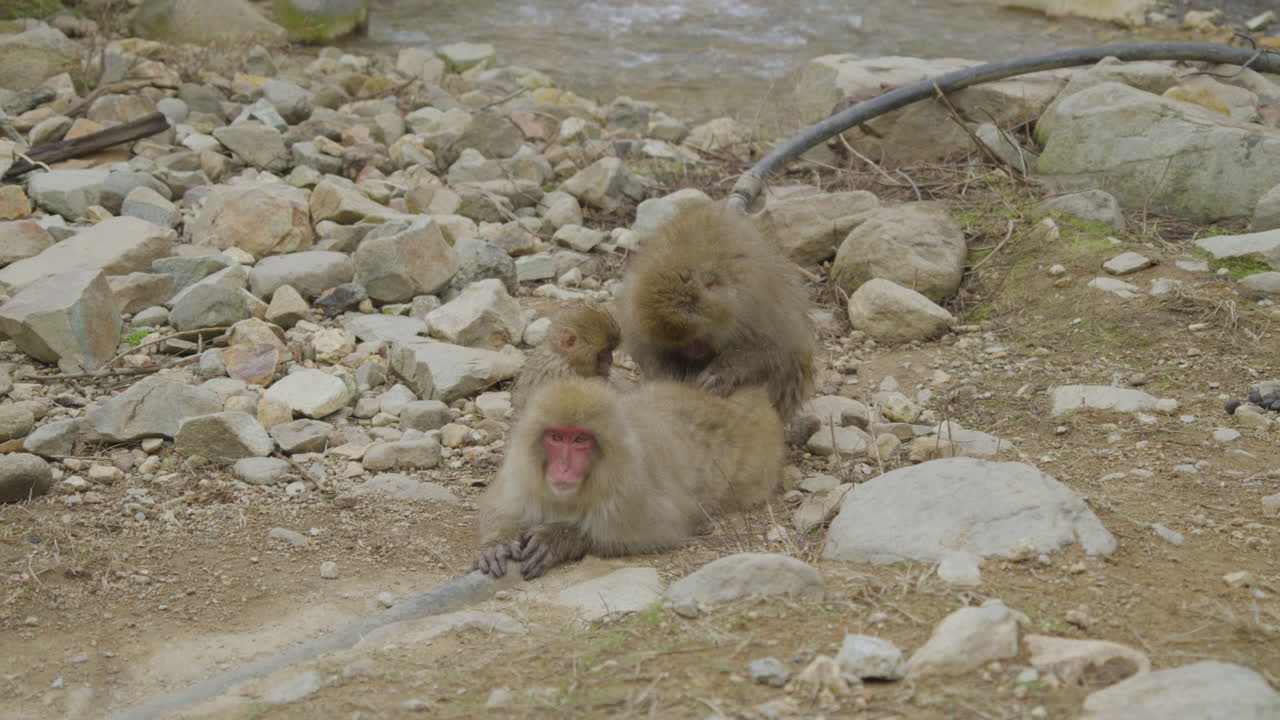 A female snow monkey is laying down and gets groomed, Yamanouchi, Japan
