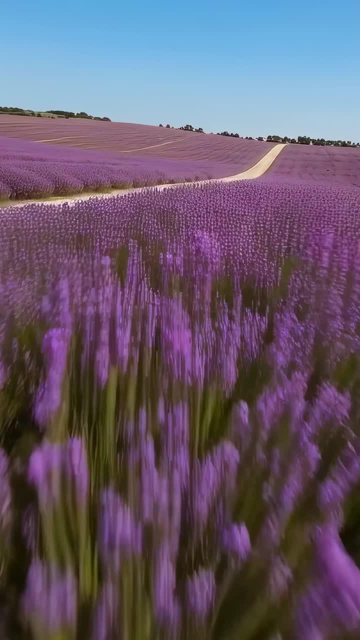 Video verticale: camera in movimento che passa della lavanda sfocata su una pista di ghiaia, rivelando la linea degli alberi