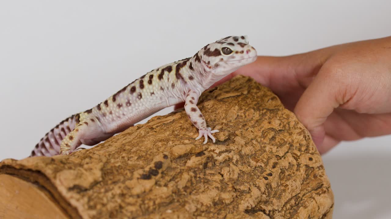 A leopard gecko sits on a cork log while a hand gently approaches it
