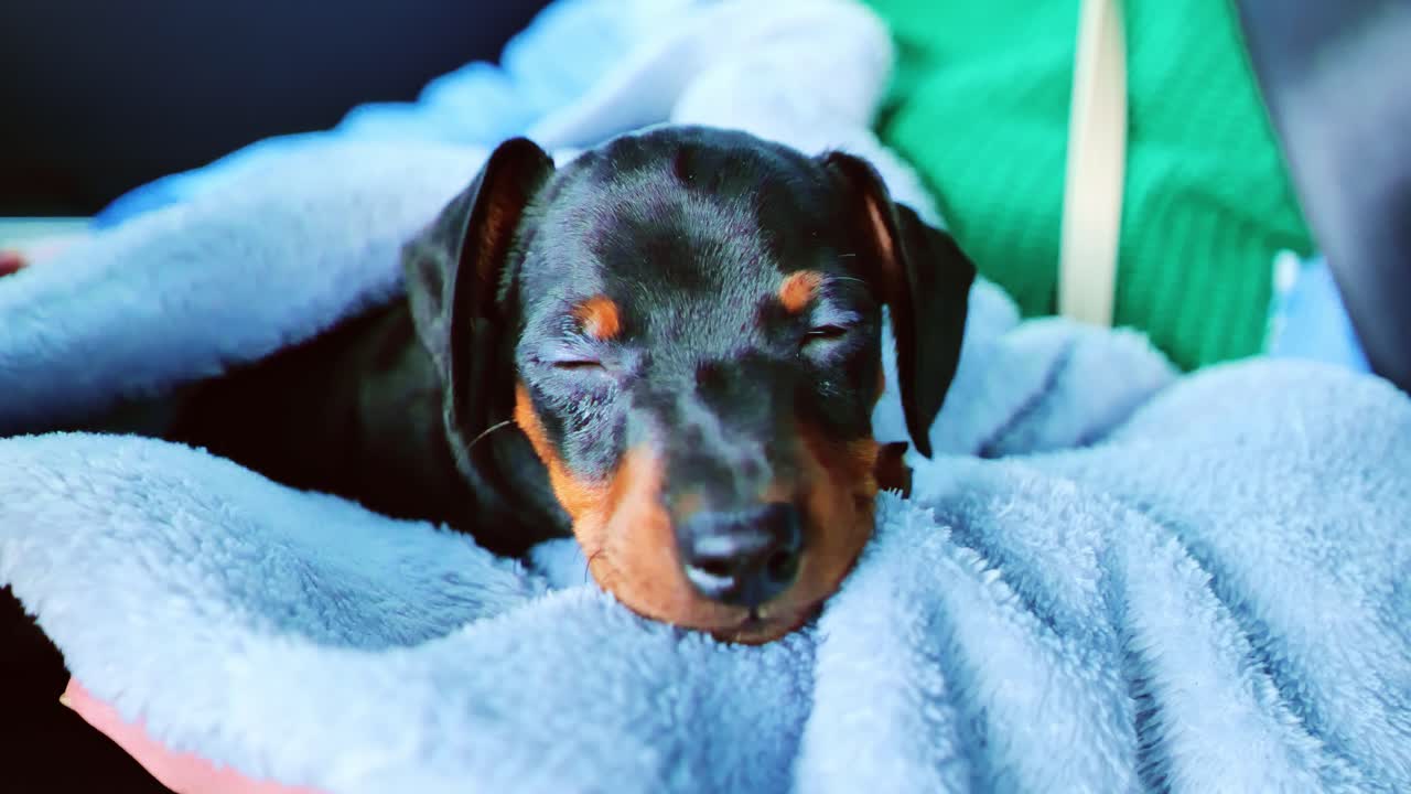 Miniature Pinscher puppy drifting to sleep - calm and comforting close-up scene