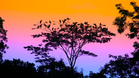 flock of gray heron atop a tree in silhouette sunset in africa