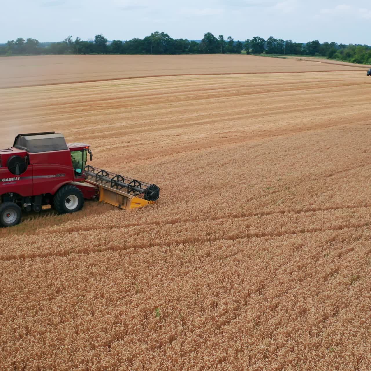 Countryside summer machinery work. Big combine working in yellow wheat field