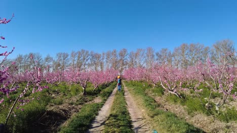 Walking-in-peach-garden-eco-sustainable-fresh-fruit-orchard-in-middle-east-trees-full-of-pink-flower-blooming-blossom-in-spring-time-road-agriculture-local-Persian-people-traditional-skill-blue-sky