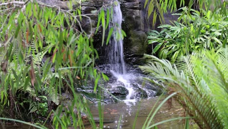 cascada de agua rodeada de un follaje vibrante