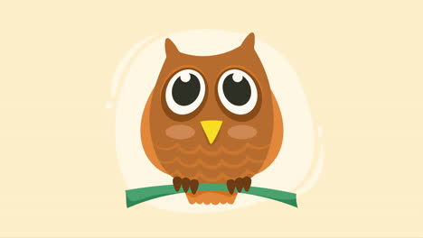 little and cute owl bird animation