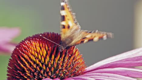 Makroaufnahme-Eines-Orangefarbenen-Kleinen-Fuchsschmetterlings,-Der-Nektar-Aus-Sonnenhut-Auf-Grauem-Hintergrund-Sammelt