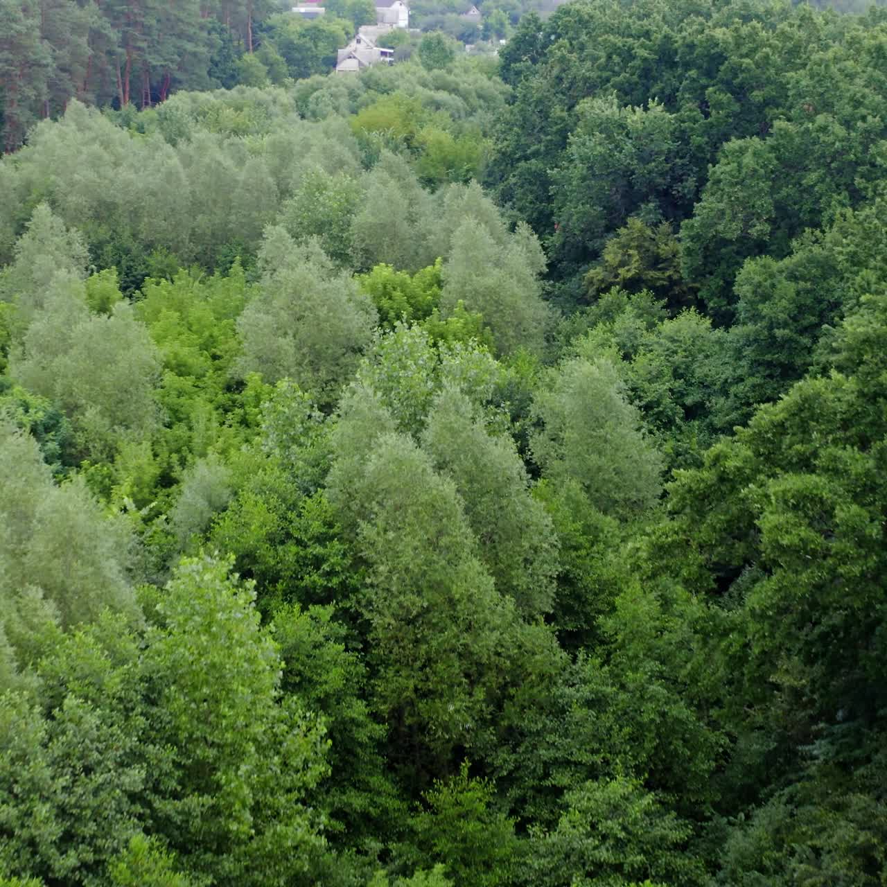 Light green forest of mixed trees. Amazing view of treetops on village background. Fresh nature in summer. Aerial landscape.