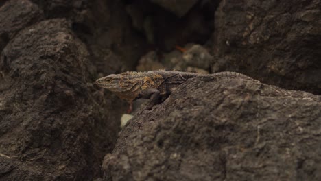 Leguan-Mit-Gelben-Flecken-Auf-Felsen