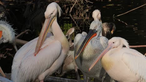 Dalmatian-pelican-(Pelecanus-crispus)-is-the-largest-member-of-the-pelican-family,-and-perhaps-the-world's-largest-freshwater-bird,-although-rivaled-in-weight-and-length-by-the-largest-swans.