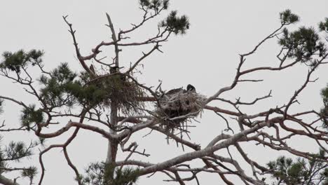 Family-of-black-cormorant-birds-on-their-nest-in-its-natural-habitat-in-Poland