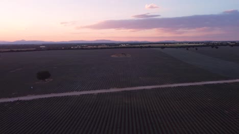 Luftaufnahme-Des-Lila-Lavendelfeldes-In-Brihuega,-Guadalajara,-Spanien