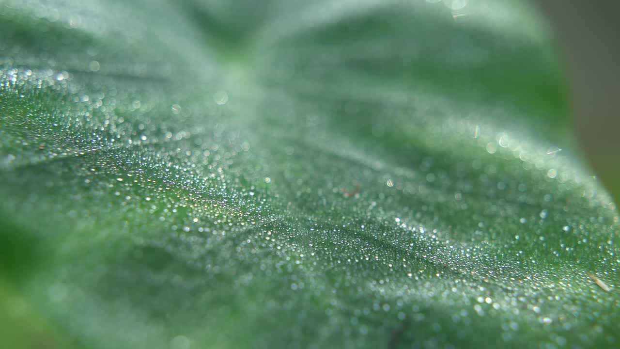 방울은 겨울에 나무의 잎에 떨어집니다.