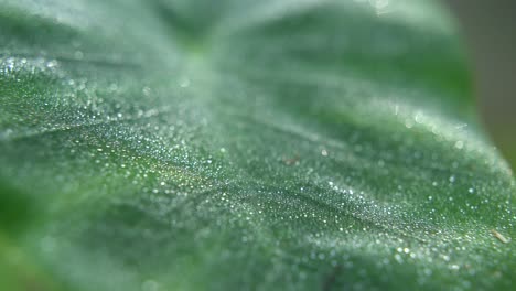 dew drops fall on the leaves of the trees in winter