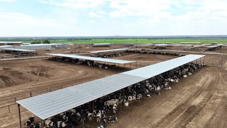 beef cattle under open air shelter at feedlot in southwest usa