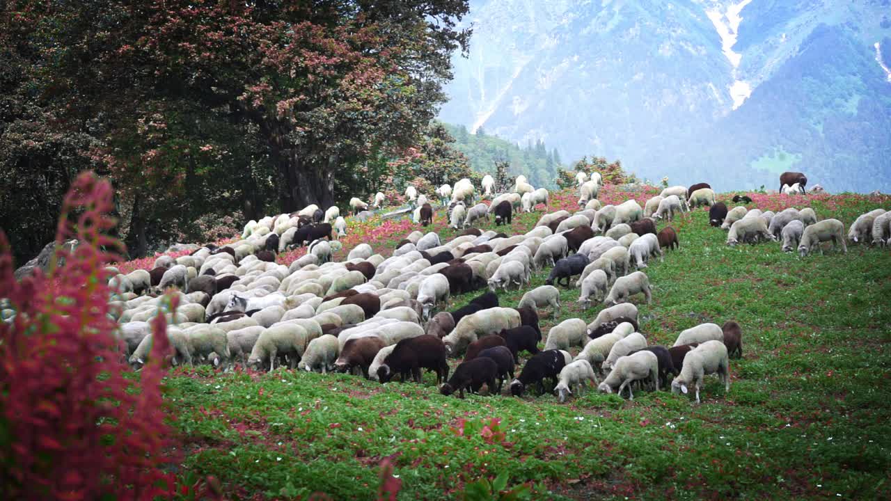 Flock Of Sheep Walking Down The Mountain Hill And Feeding On The Green Grass In Manali, Himachal Pradesh, India. - wide shot