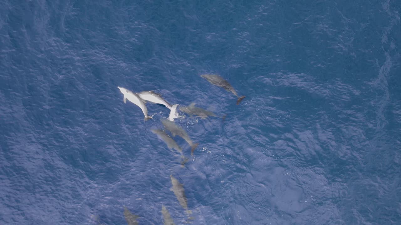 큰 돌고래 무리가 짓기를 하고 푸른 바다 물에서 교제 행동을 나타니다.