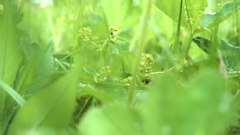 close-up of green plants and flowers