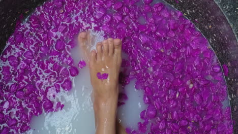 relaxing milk bath with purple petals