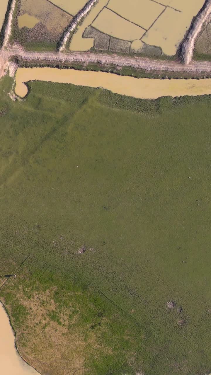 Top down drone view of expansive green fields bordered by a muddy canal and embankment in the Sylhet haor region of Bangladesh, showing rural wetland landscape
