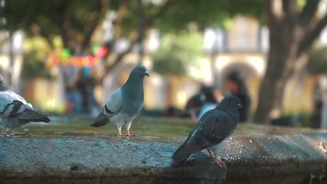 hermosas palomas sentadas, caminando y volando en una fuente a cámara lenta, antigua guatemala