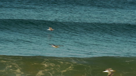 gaviota volando cerca de las olas en cámara lenta en la playa de costa de caparica