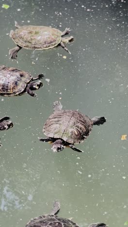 turtles swimming in green pond water