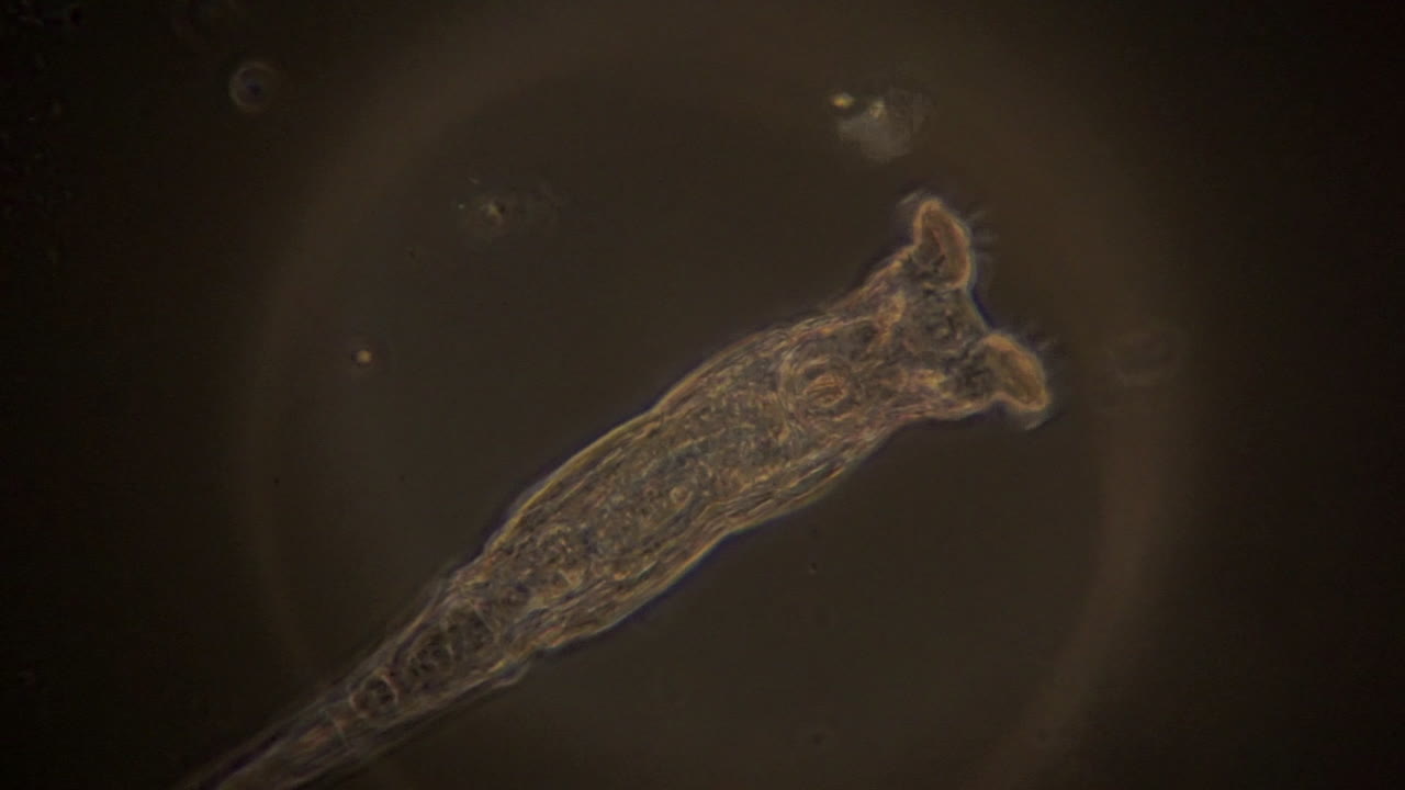 una vista microscópica de un rotífero en iluminación de contraste de fase
