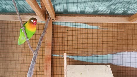 un pájaro está encaramado en una jaula