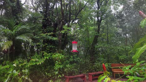 slow motion shot from the monteverde cloud forest where hummingbirds flying around on a rainy day in costa rica.