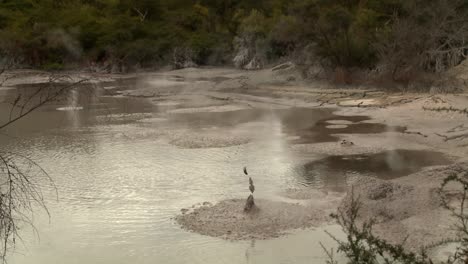 las piscinas calientes de lodo burbujeante son una característica de la región de rotorua en nueva zelanda 1