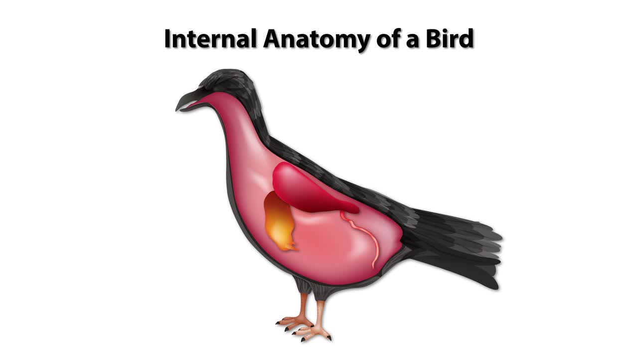 새의 장기의 상세한 해부학적 표지판