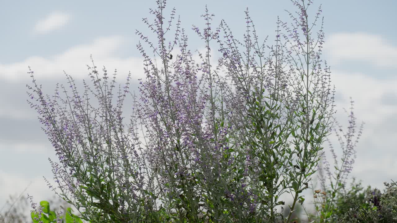봄날 강한 바람에 흔들리는 사랑스러운 야생화