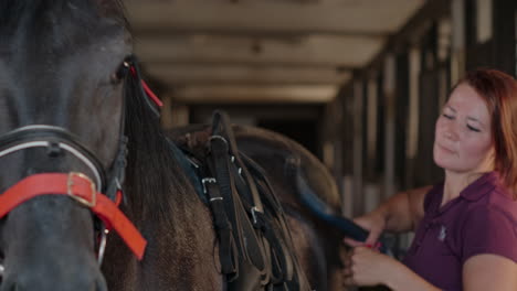 woman grooming a horse in a stable