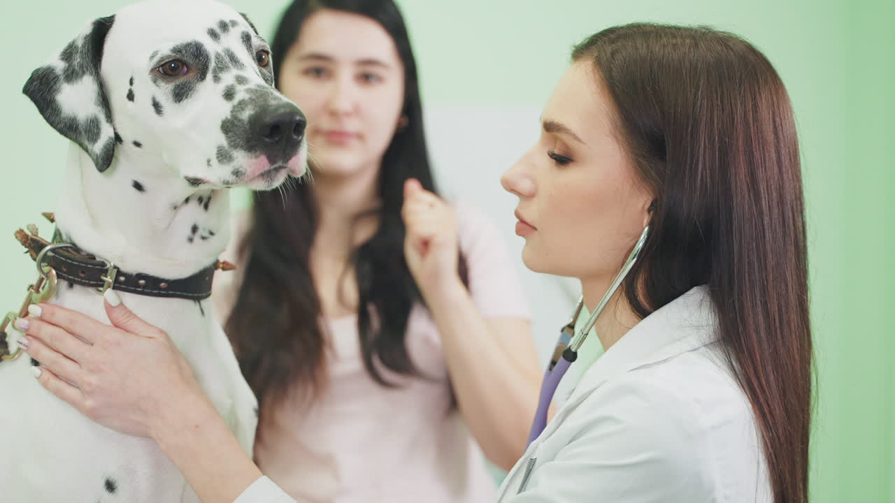 달마티안 개의 수의사 검사